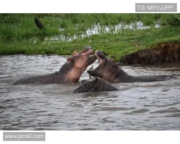 维多利亚与巴拉竟的精彩对决分析与赛后点评